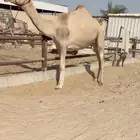 متلي على صوغان العاوي