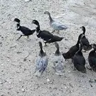 بط بلدي للبيع
