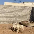 رخال