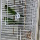 زوج ببغاء الدره