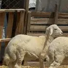 بهم حري كفو