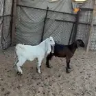 تيس وشكر تم البيع