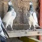 تيدي بيور طبات باقي ريشه وريشتين