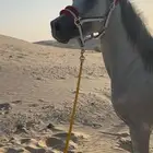 حصان للبيع