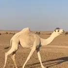 بكره للبيع رمانيه