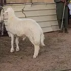 مشروع فحل نادر