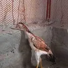 فرخه شاوما