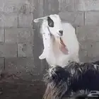 تيس فحل مشروك طيب