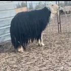خروف نجدي فحل مشروط طيب عليه سوم 1500