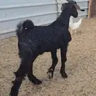 تيس ادغس مشروع فحل