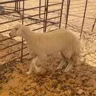 حريه رباع
