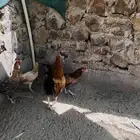دجاج بلدي للبيع