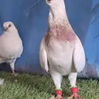 جووز بوز احمر بكحله مع انتاجه