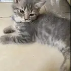 قط صغير