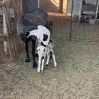 ثنوات هجين ولد