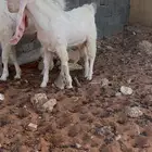 تيس مطور