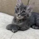 ذكر للتبني عمره شهرين ونص