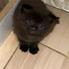 قط شيرازي سعر 900