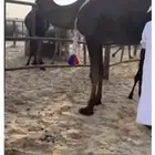 خلفه هديه منيح