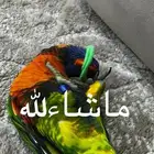 ببغاء لوري