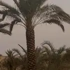 نقوم بتوريد جميع أنواع النخيل الواشنطني والعربي أفضل أنواع ن