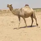 اللقحه شقحا كففوو وطيبه