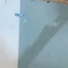 عشة زيبرا مكس انقلش وهوندي اورنجات للبيع