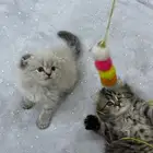 قطط قطة قطه صغيره كيتن