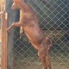 مشروع فحل ادهم اجم