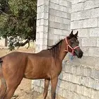 مهرهر شعبي العمر سنتين ونص ولا يشكي من أي شيء وصامل ما نقص