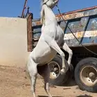 فرس شعبيه كفوو العمر 6 سنوات وسبع شهور