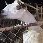 عنز كحلاء فاخره متاومه ب 3جفار كحل ماشاءالله