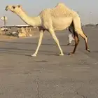 لقحه وضحاء