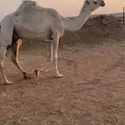 ناقة وضحا وضحى ضريبة ضروبة