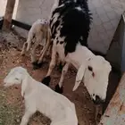 شاة متبع حرشيه مهجنه