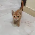 تبني