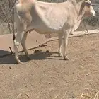 بقره دافع للبيع