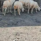 خرفان مخاصي للبيع