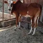 بقرة منتوج للبيع