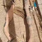 هدرز شاص اوربع بحريني راسين مع دبه يوكن رياضيه من 2010 وفوق