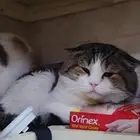 قطط للتبني مجانا