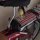 سيكل رامبو اندنوسي الون عنابي
