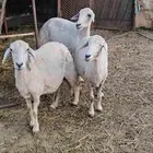 ثلاث نعاج
