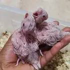 للبيع فروخ كروان