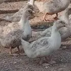 بط بكين عمر شهرين كميات فقط