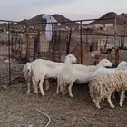 ضأن حريات جروم طيبة