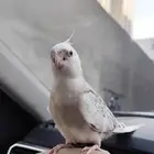 كروان فراشة مفقود