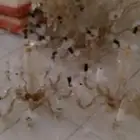 3 نجف . 1 كبيره . و 2 وسط