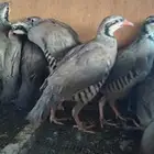 شنير سوري
