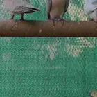 طبات ياكريم شبه اليفه